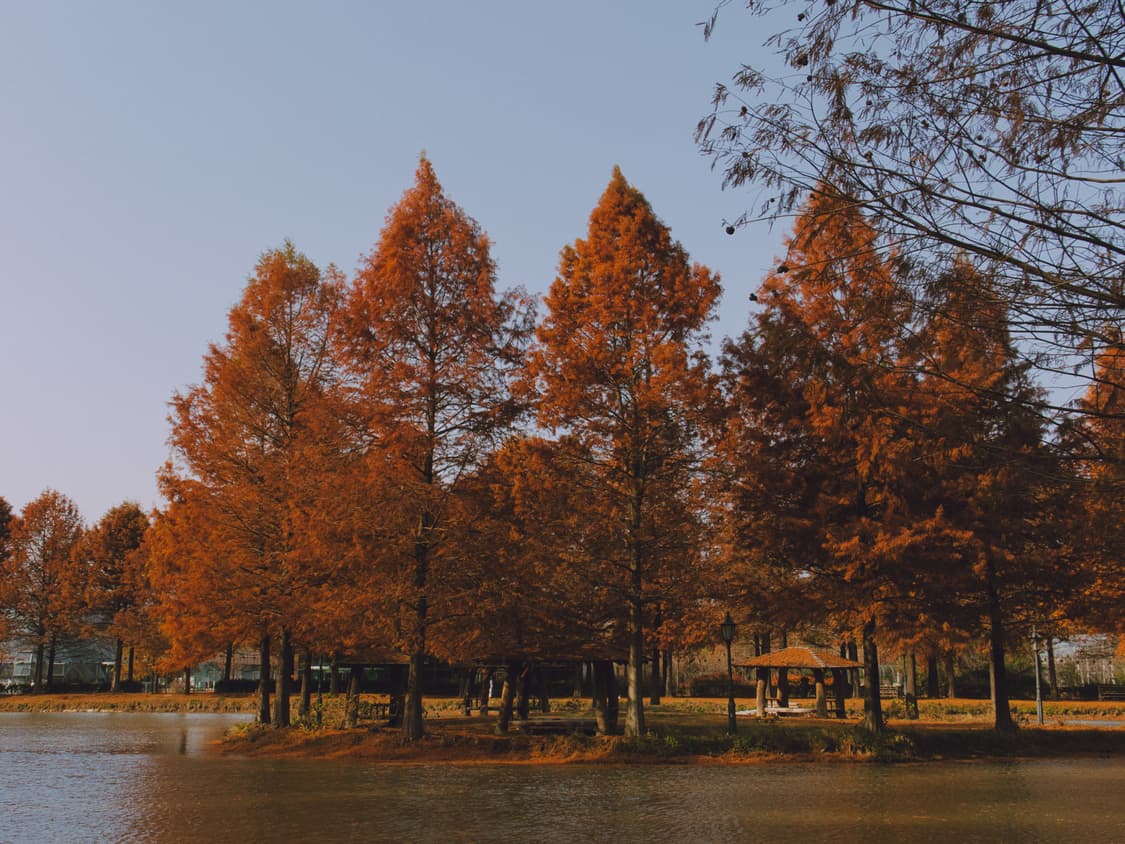 [민트급] 코니카 빅미니 Konica BiG mini BM-201 상품이미지10