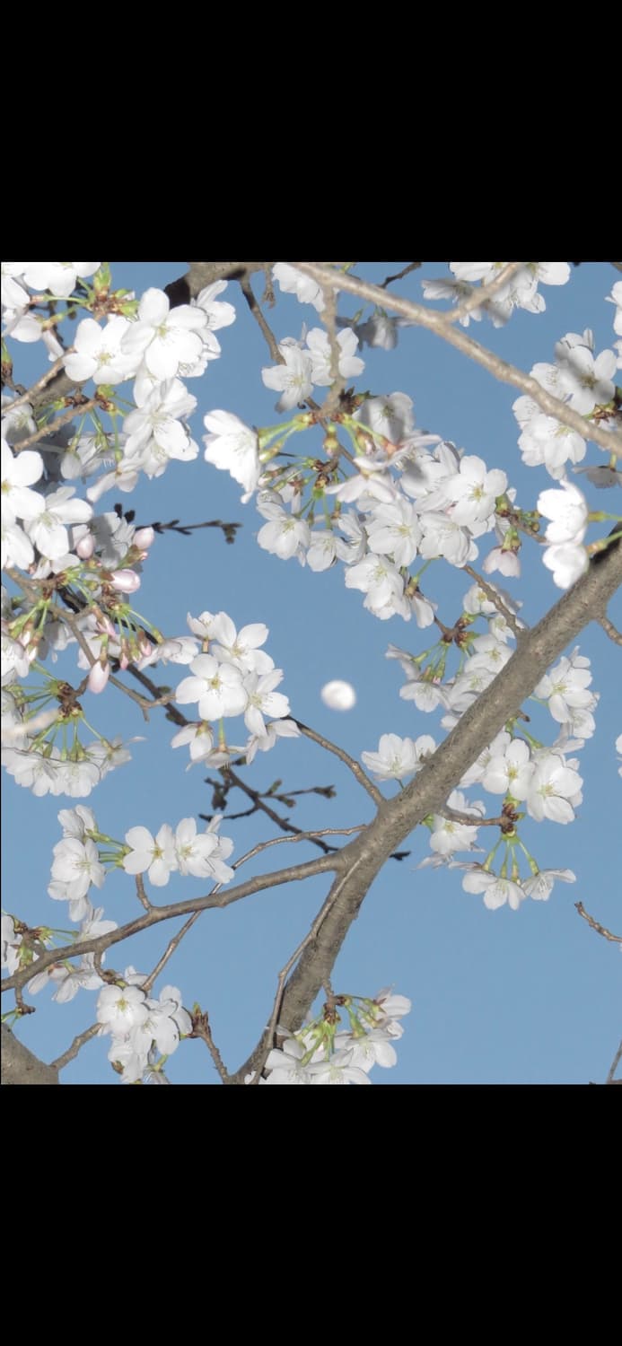 캐논 익시 10 (캐논 익서스 70 IXUS 70) 빈티지 디카 상품이미지5