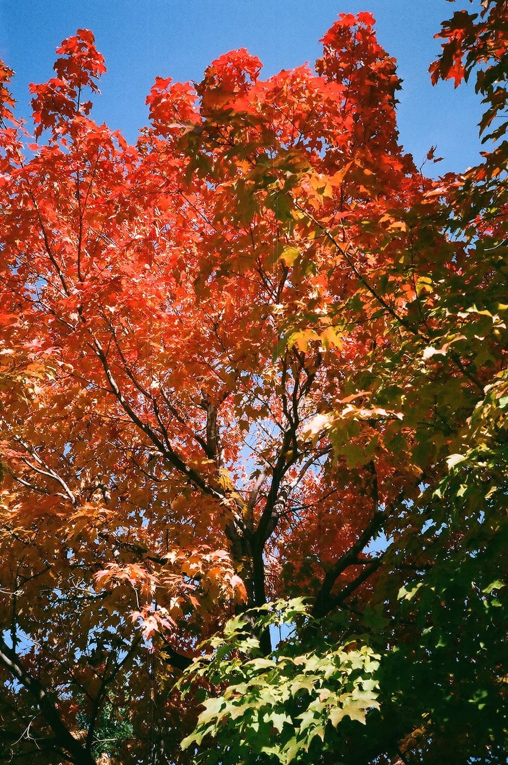 작례O 파스텔 감성 리코 xf-30 슈퍼데이트 필름카메라 빈티지 필카 상품이미지2