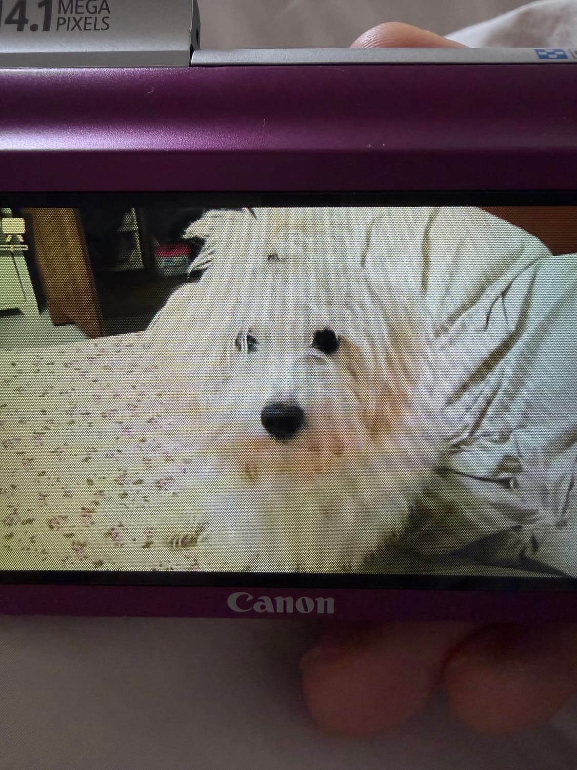 캐논 PowerShot SX210 IS 퍼플/디카 빈티지디카 상품이미지2