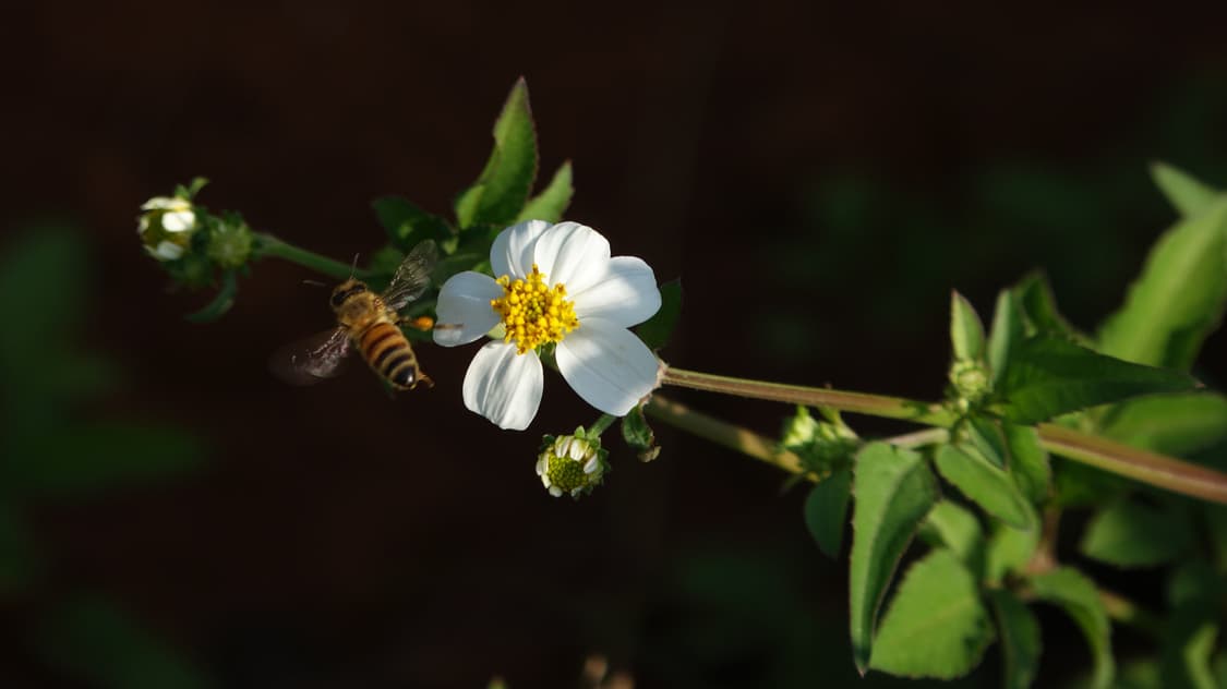 신품급 하이엔드 캠코더 소니 hdr cx900 핸디캠 디지털캠코더 카메라 상품이미지2
