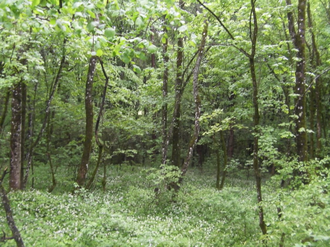 산요 작티 CG11 한글지원 (작례 o) 상품이미지5