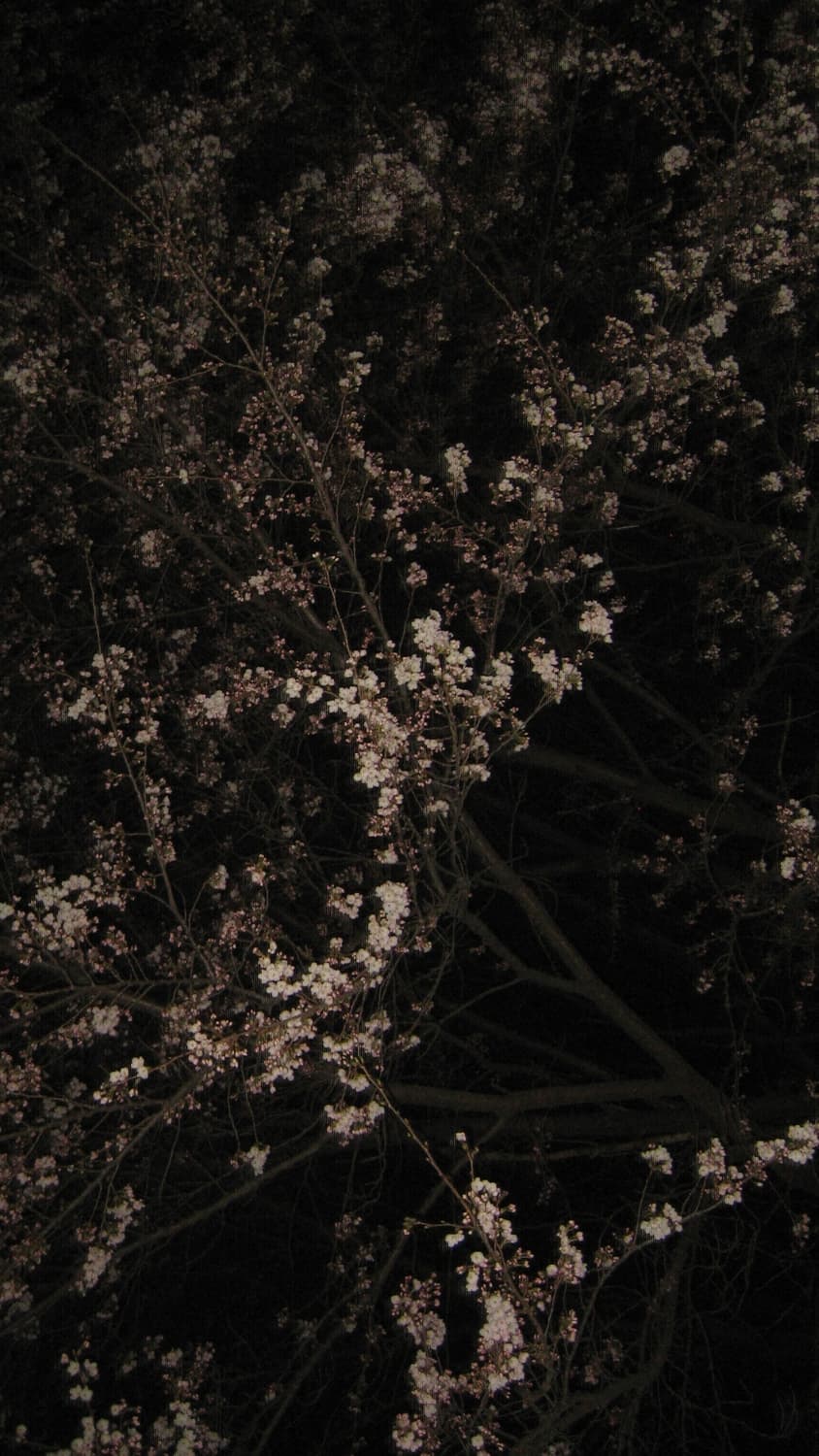 작례,민트급) 캐논 익서스40 익시50 (canon ixus ixy) 상품이미지7