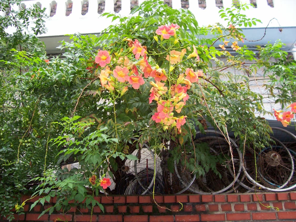 코닥 이지쉐어 C330 상품이미지5