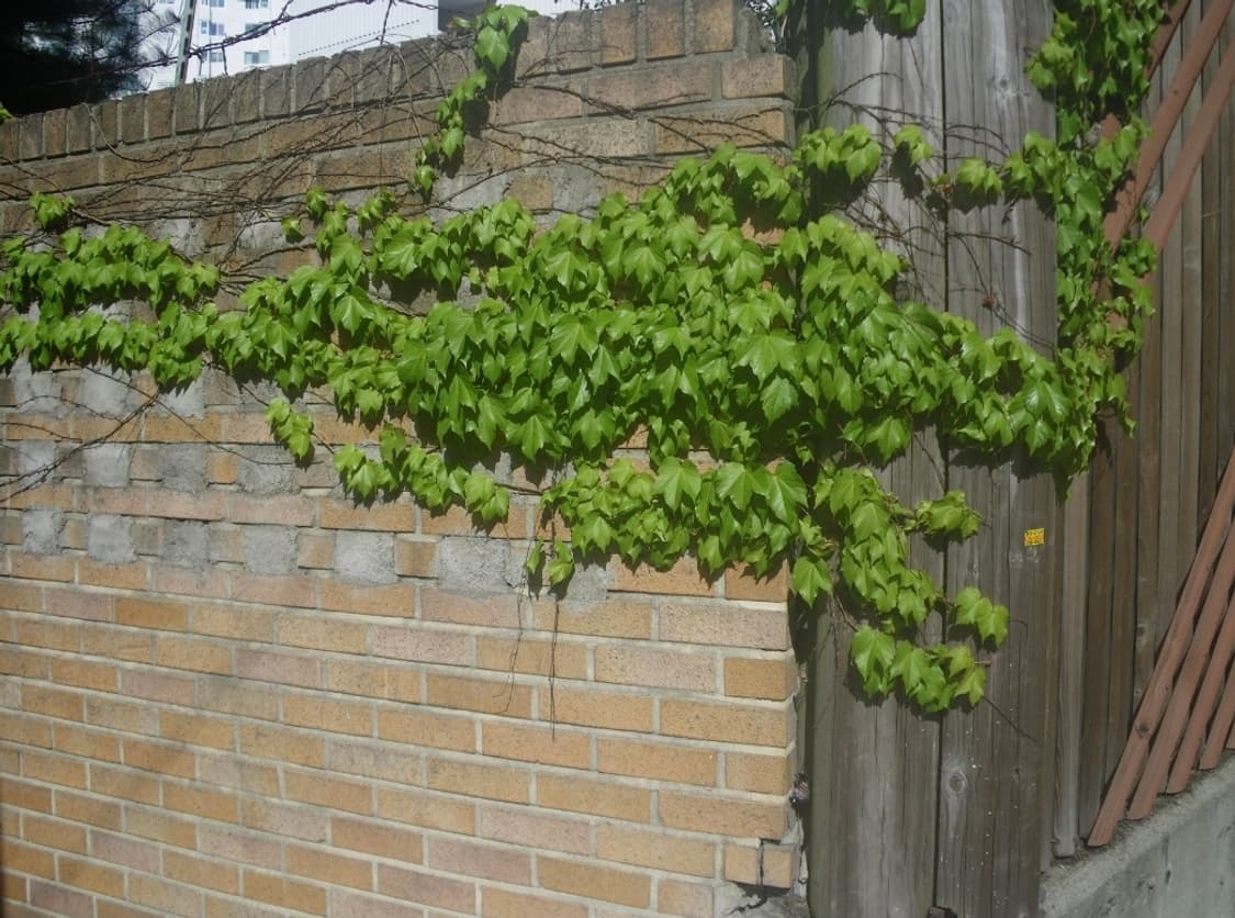 한글지원🤍 펜탁스 옵티오 W60 실버 🤍 상품이미지9