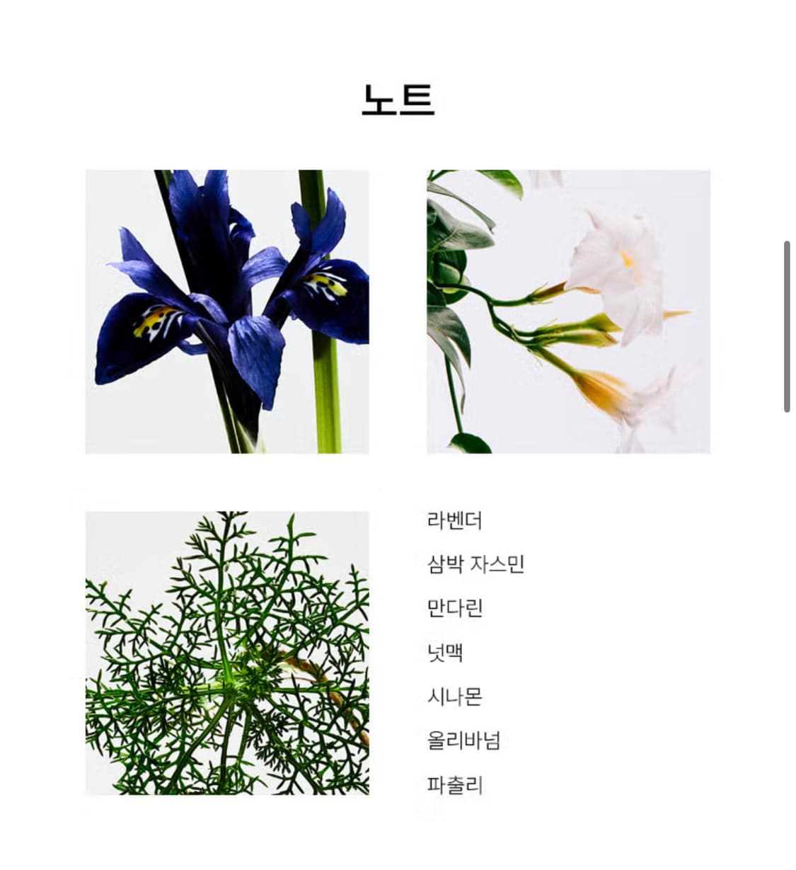 로에베 향수 Solo Elixir ODP 상품이미지4