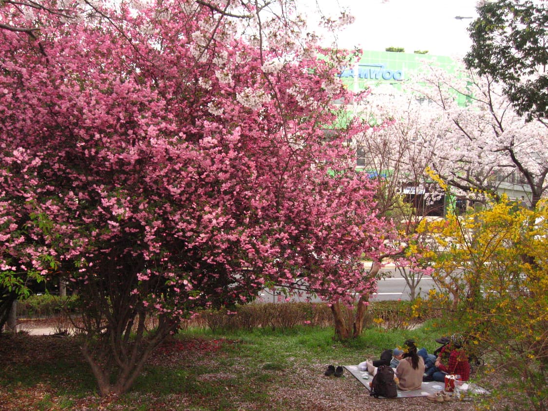 (작례 포함)캐논 익서스 750 디카 디지털카메라 상품이미지5