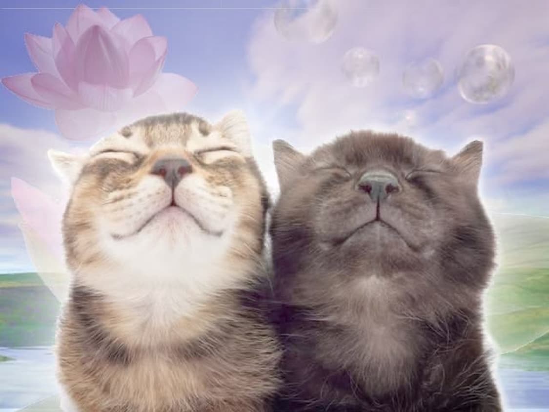 판완 ㅎㅎ 상품이미지1