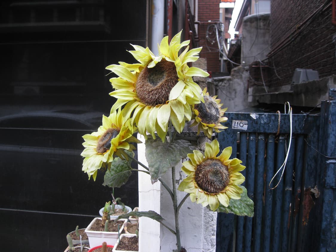 익서스950is (IXUS950IS, IXY810IS)디카 판매합니다 상품이미지8