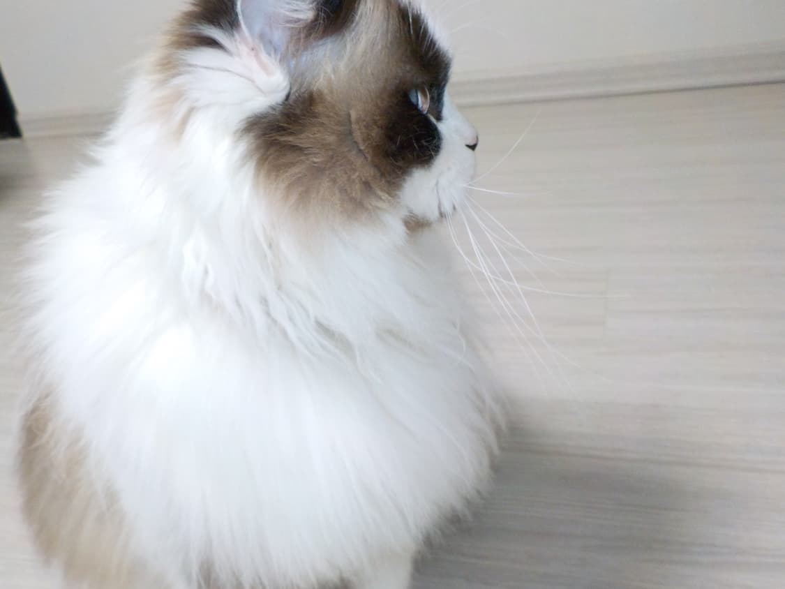 [빈티지 디카] 니콘 쿨픽스 s32 블루 (방수,방진 가능) 상품이미지8