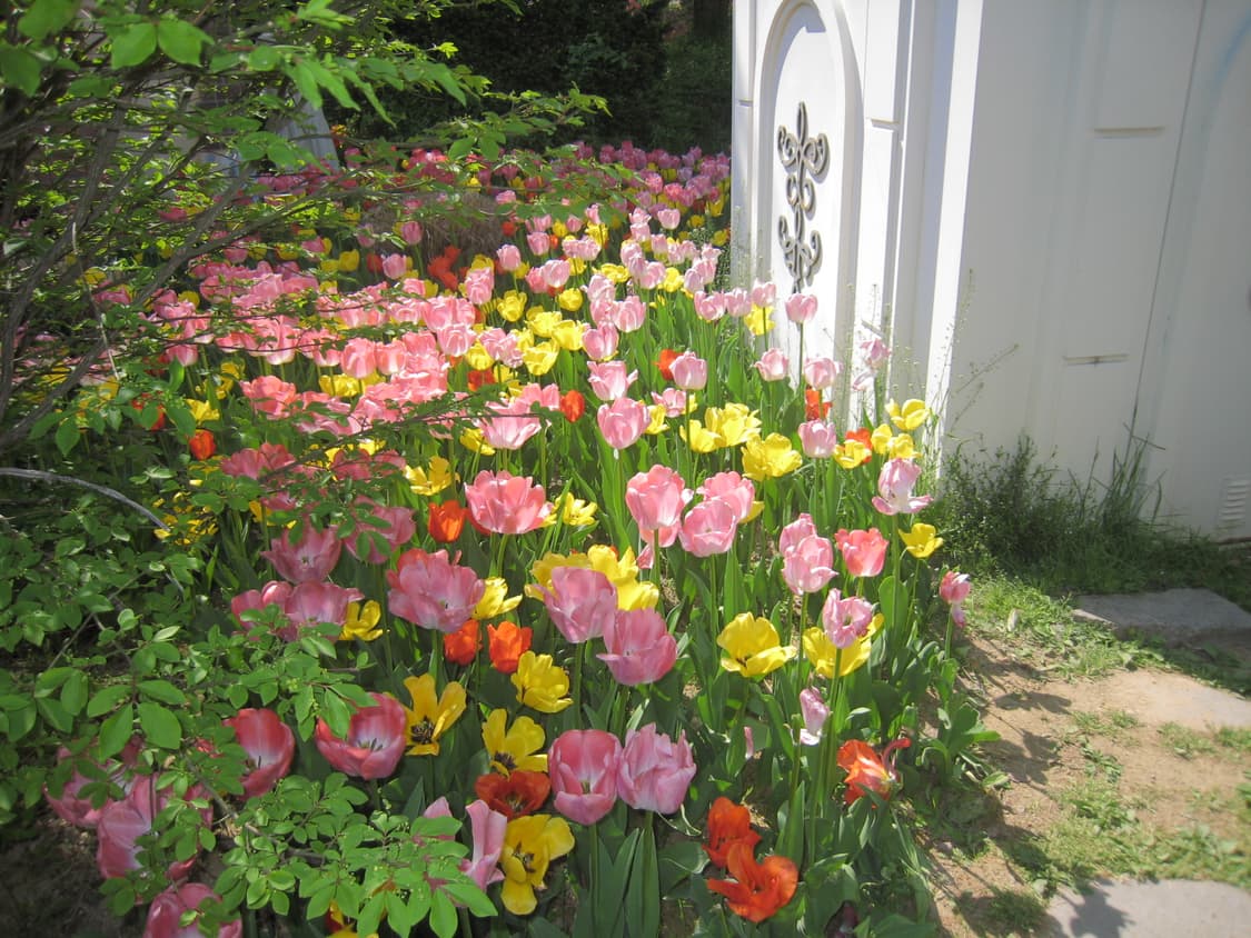 캐논 canon 익서스 ixus850 / 익시 ixy900 상품이미지4