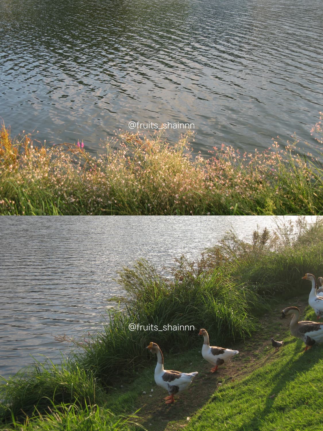 캐논 ixy700 익서스750 (ixus750) 상품이미지8