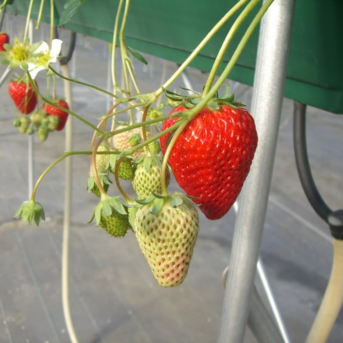 카시오 엑슬림 Casio Exilim EX-S500 화이트 상품이미지5