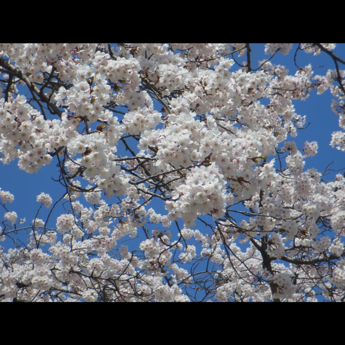 작례⭕️ 리코 PX 상품이미지7