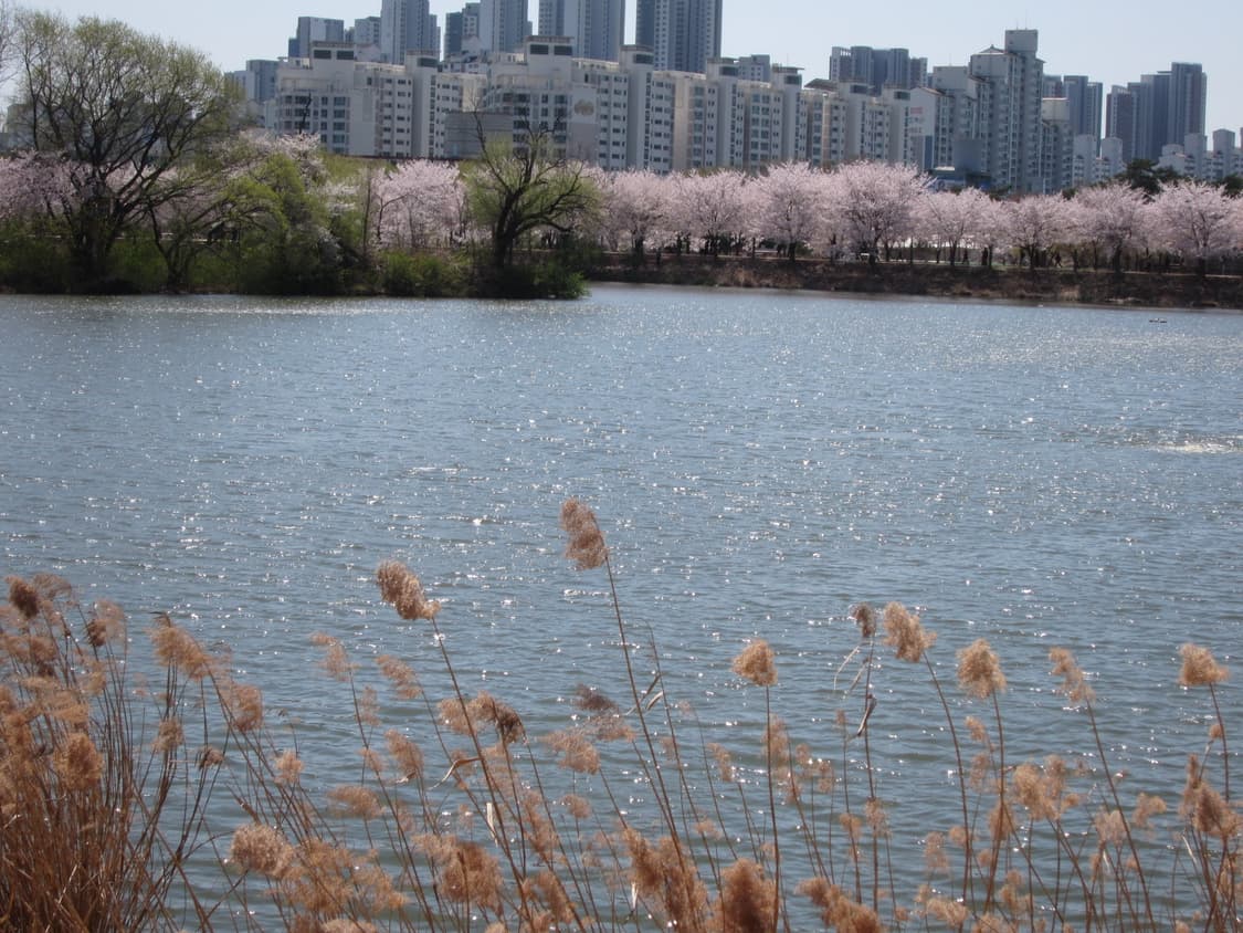 캐논 익서스 310hs 핑크색상/작례O 상품이미지8