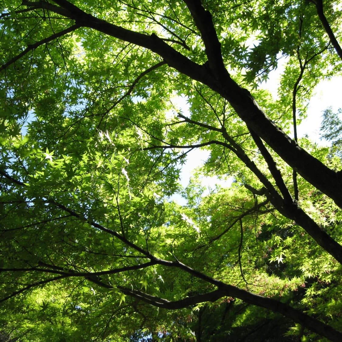 캐논 Canon PowerShot E1 핑크 상품이미지4