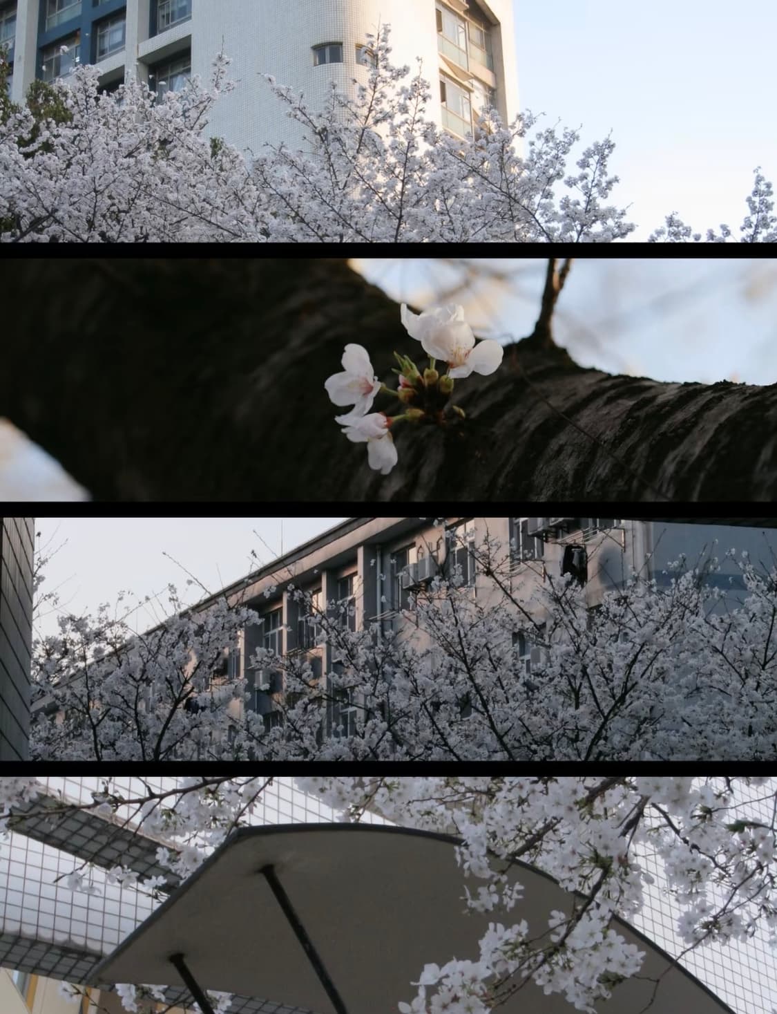 캐논 익서스 850 CANON IXUS 850 빈티지 디지털카메라 디카 상품이미지2