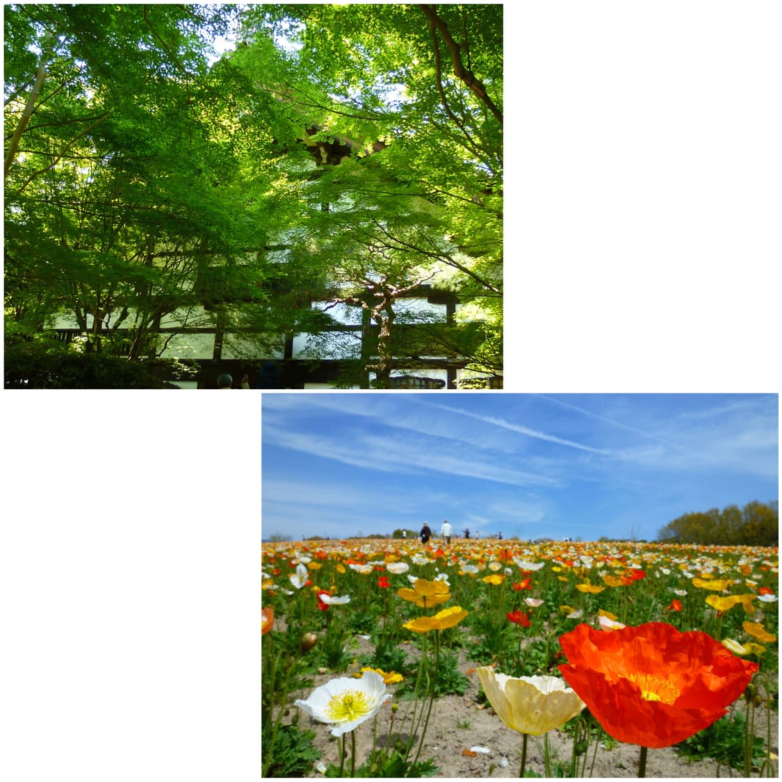 파나소닉 루믹스 FX70 베이비핑크 빈티지디카 상품이미지3