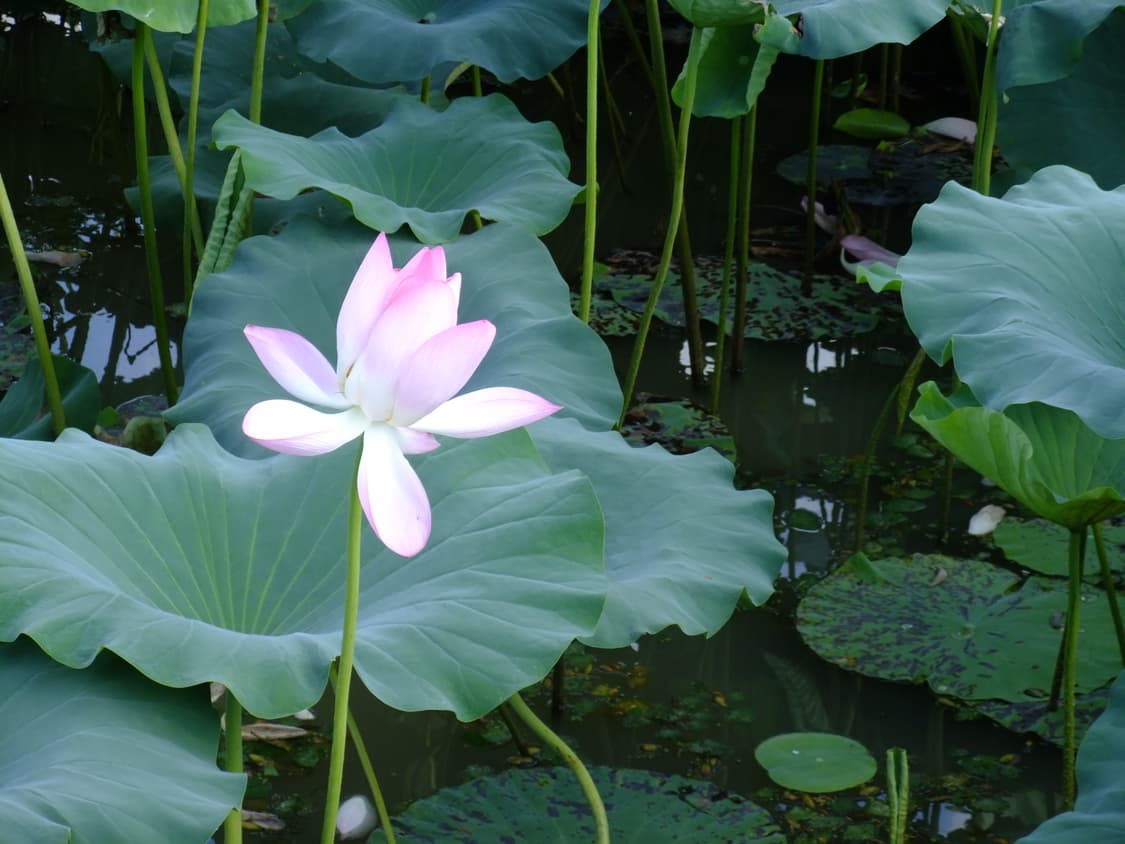 작례⭕️)후지필름 파인픽스f70exr 실버 원희 디카 상품이미지10