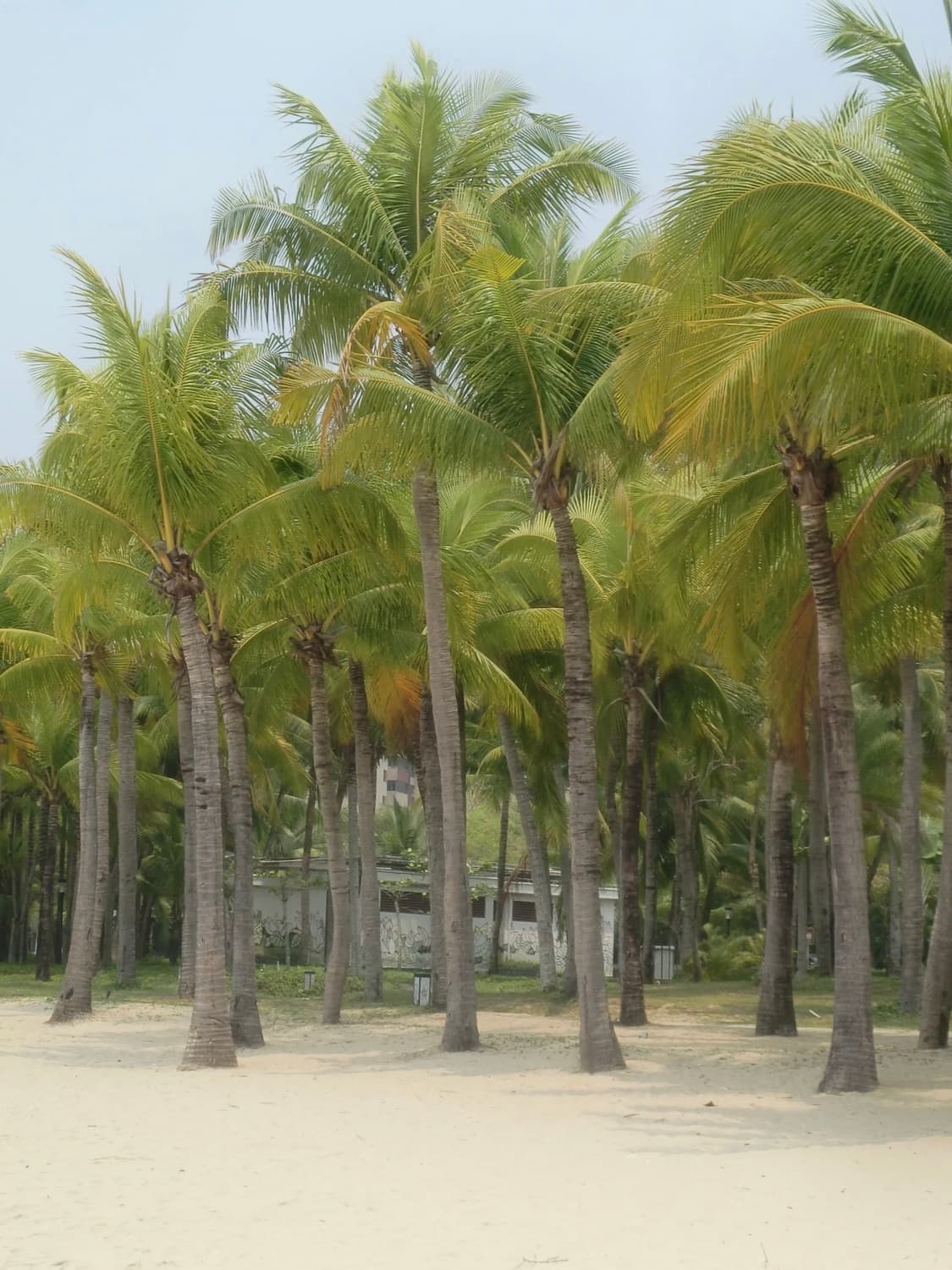 (토마토레드!🫧) 카시오 엑슬림 Z250 | Casio Exilim 상품이미지3