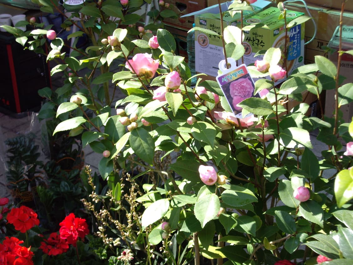 작례있음!!) Pentax Optio S6 풀박스 상품이미지7