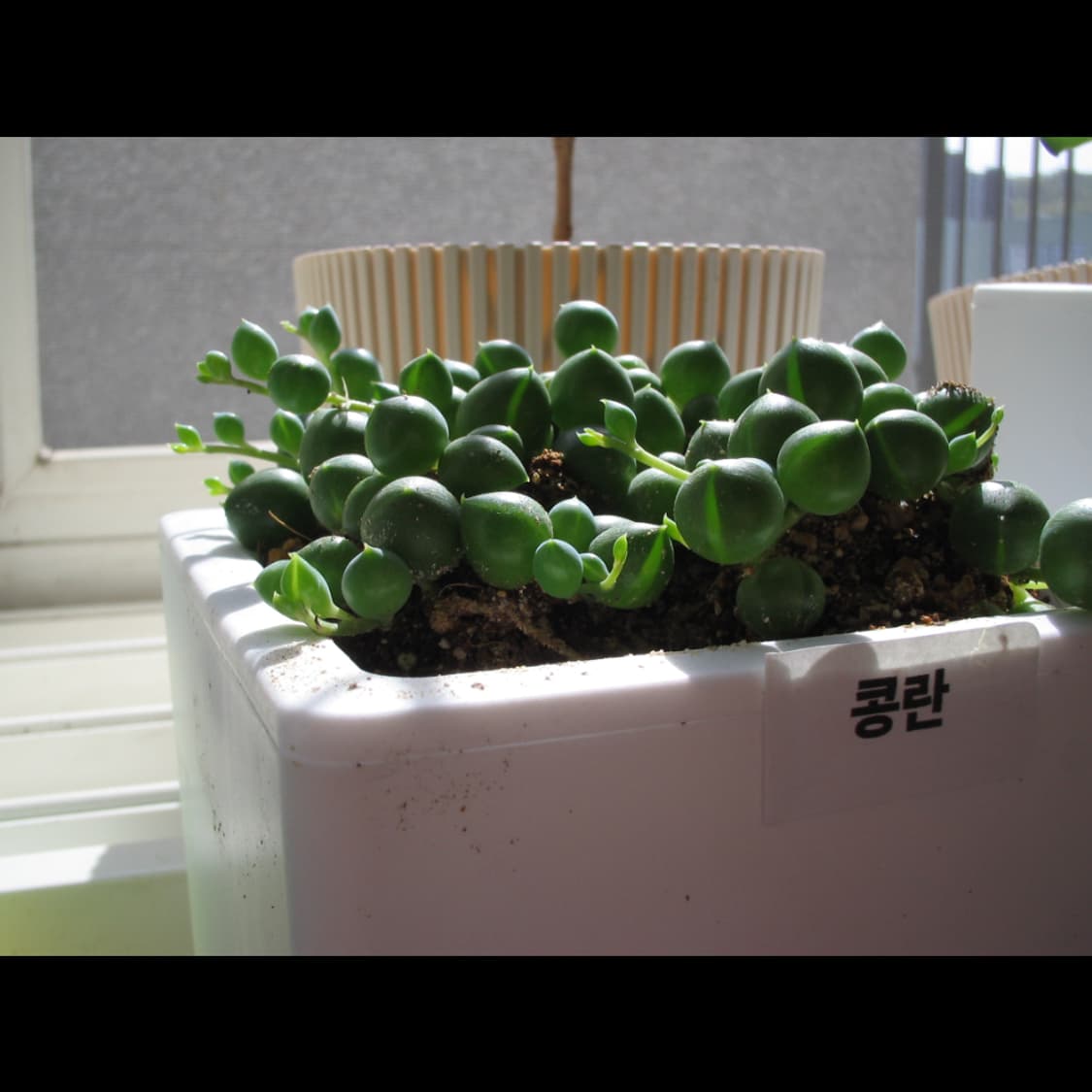 작례⭕️ 캐논 IXY PC 1060  상품이미지4