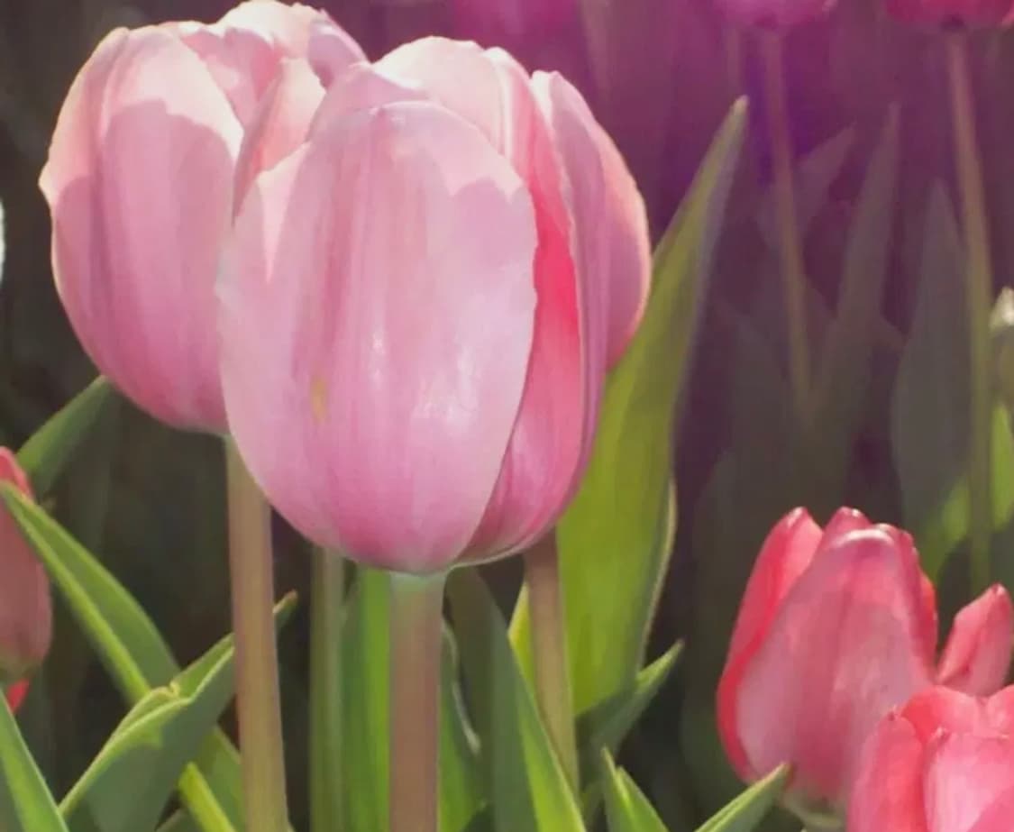 작례0) 코닥 이지쉐어 c643 상품이미지1