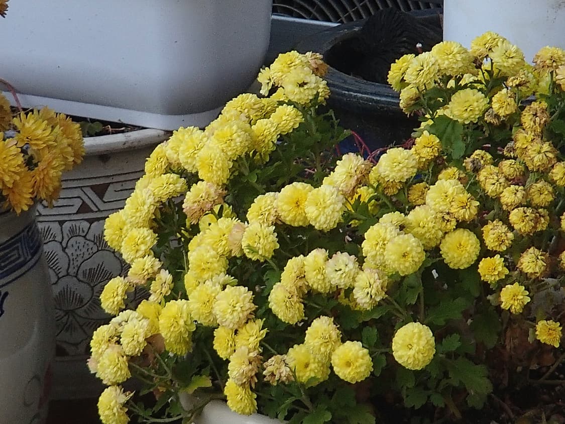 올림푸스 터프 TG-630 화이트 글로시🤍 빈티지 디카 디지털카메라 상품이미지7