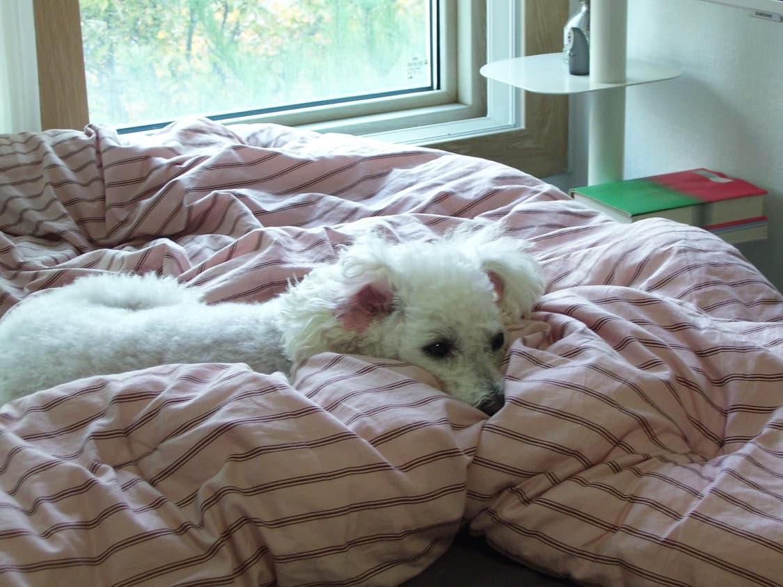 코닥 이지쉐어 C433 빈티지 디지털카메라 상품이미지10