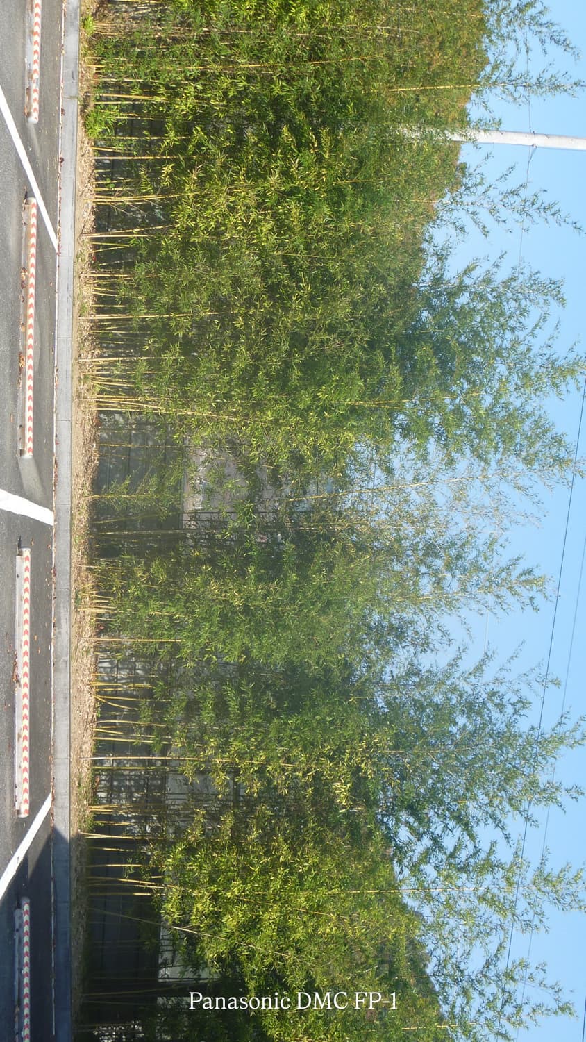 작례첨부) 파나소닉 루믹스 라이카 Panasonic DMC FP-1 상품이미지3