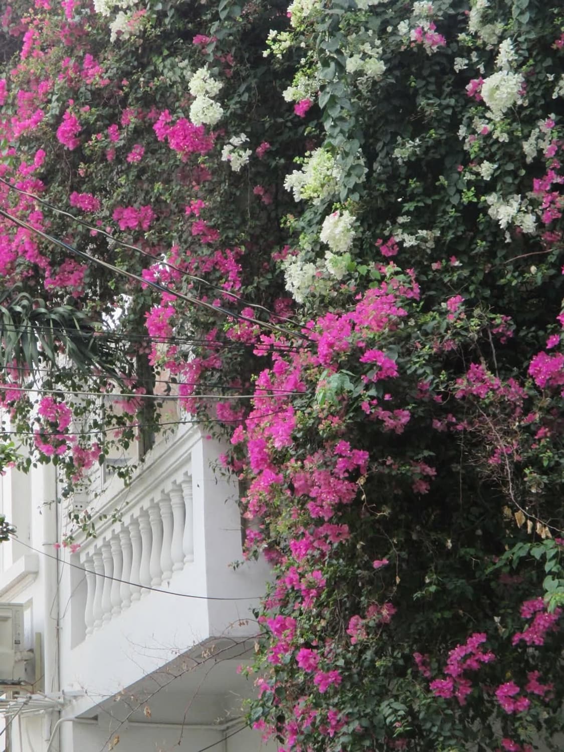 준민트✨ 수지디카 ) 캐논 ixus132 ixy90F / 익서스132 상품이미지5