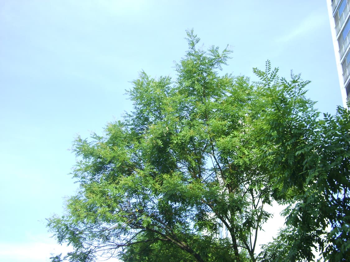 라이카&희귀!) Leica x Panasonic DMC-LX5 상품이미지3