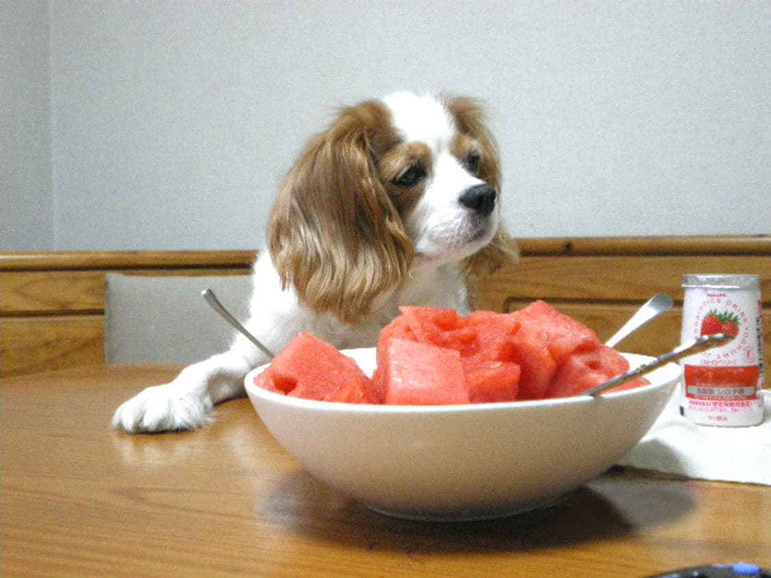 (한국어 지원) 펜탁스 옵티오 m40 빈티지 디카 디지털카메라 상품이미지6