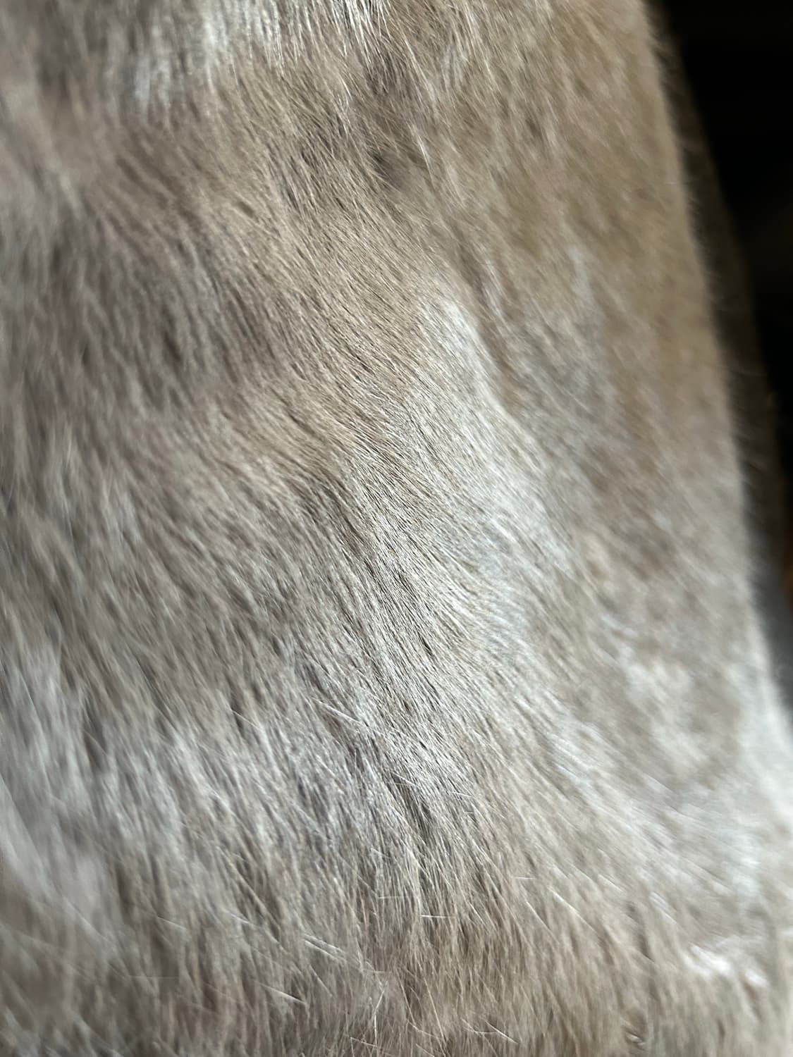 HELMUT LANG  F/W Flux Fur 상품이미지7