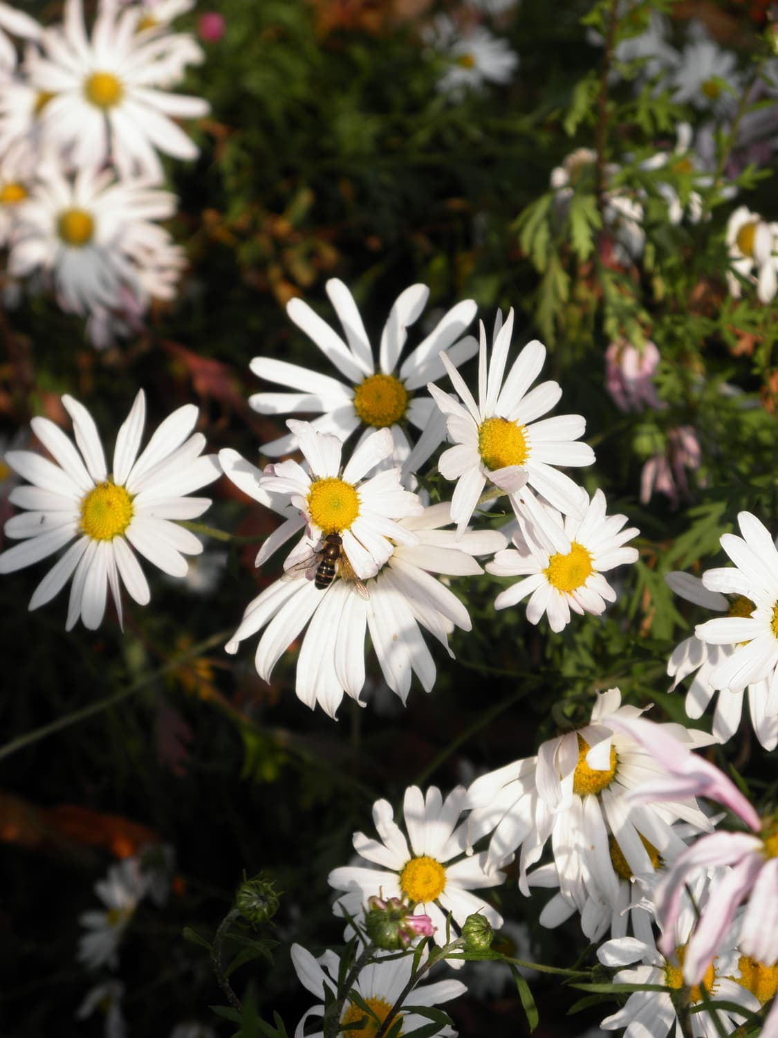 올림푸스 뮤 7050 핑크 빈티지 디카 상품이미지7