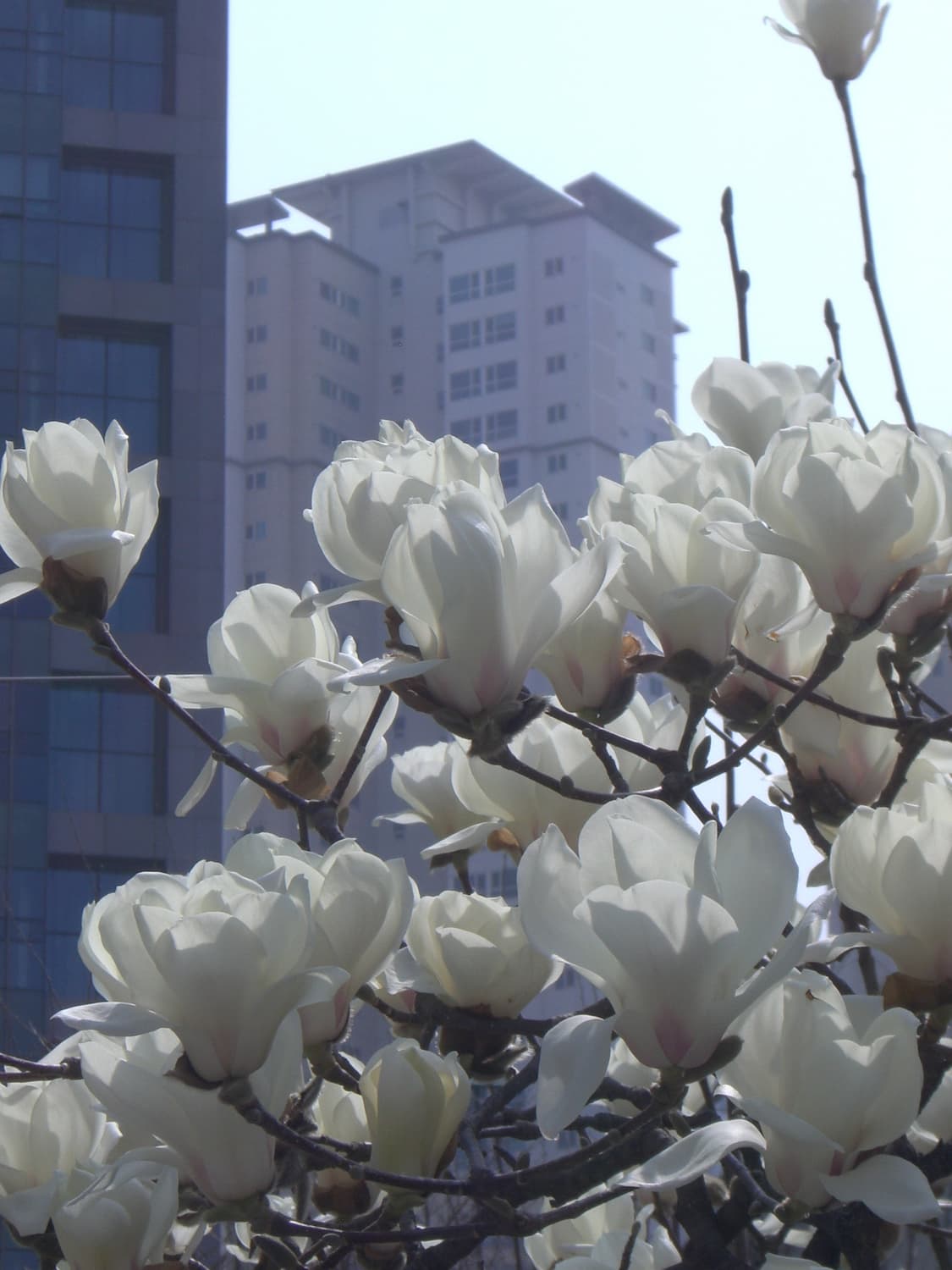 [주인장 픽,,✨️]CASIO EXILIM EX-Z700 상품이미지10