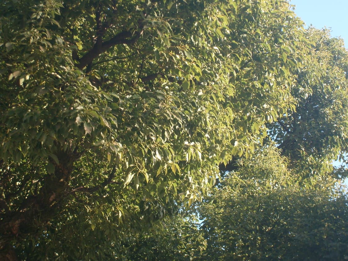 NCT재민 디카&희귀!) Samsung VLUU i8 카메라 상품이미지4