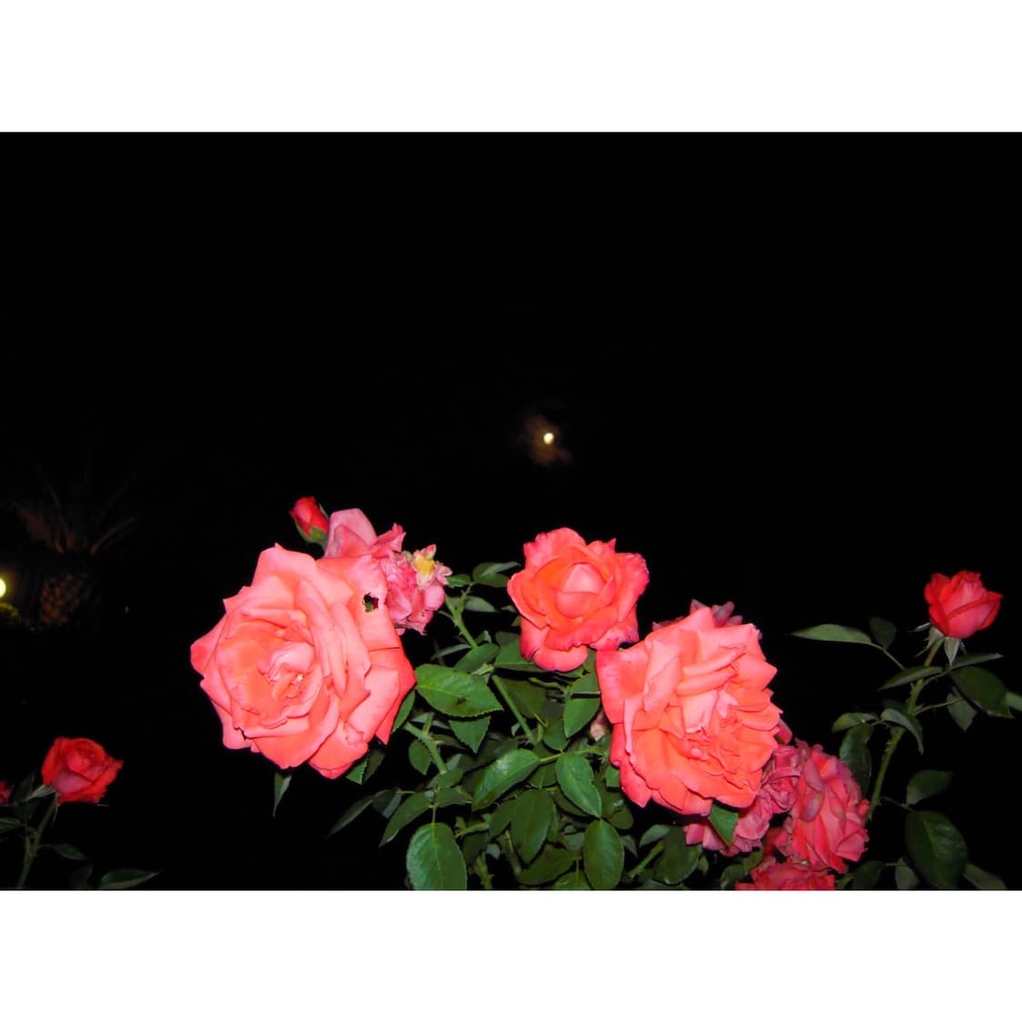 니콘 쿨픽스 s620 (작례 0) 상품이미지4