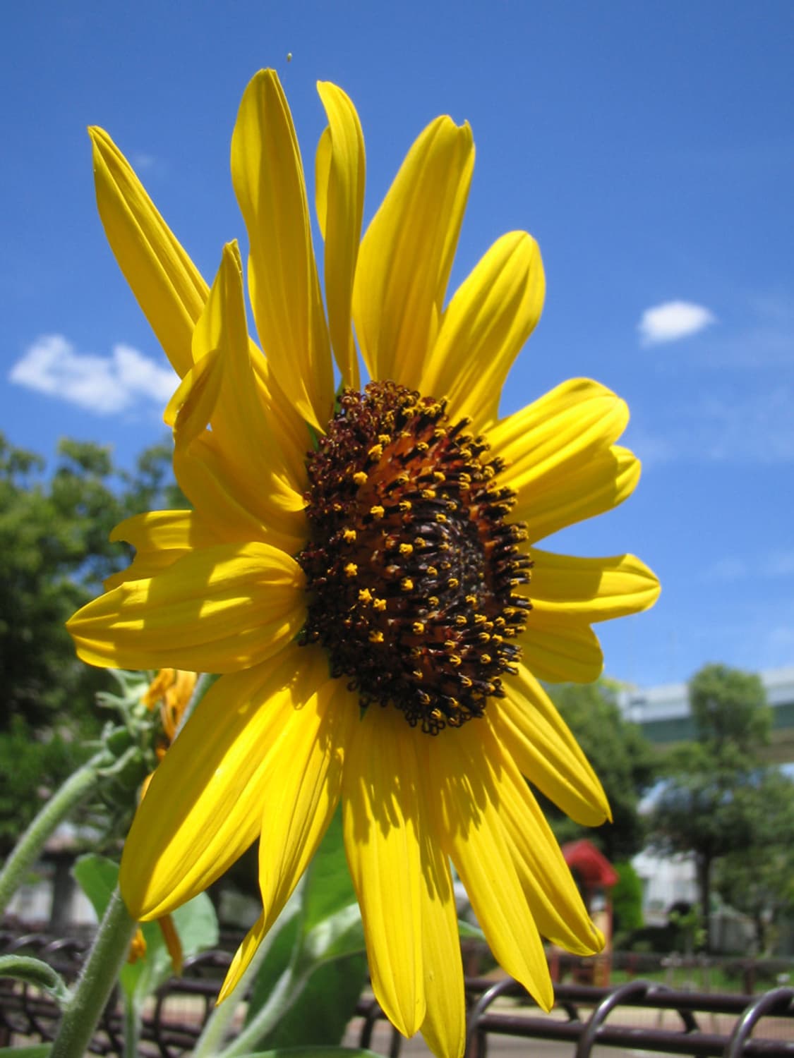 (컴팩트 디카!)  캐논 ixy Digital L  상품이미지8