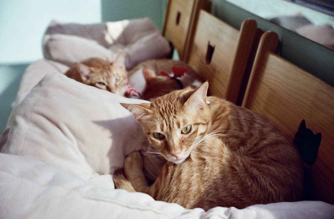 올림푸스 뮤[mju:] ZOOM 필름 카메라 70mm (빈티지 카메라) 상품이미지7