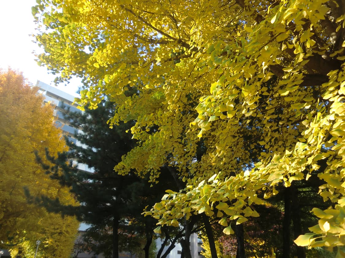 (핑크, 작례o) 카시오 Casio 엑슬림 ex z550 차정원디카 상품이미지4