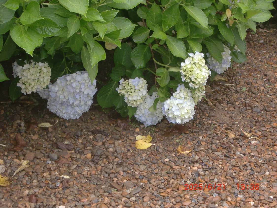 카시오 엑슬림 z400 상품이미지9