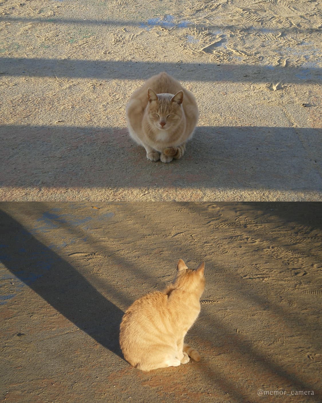 만능디카✨입문자추천👍🏻PENTAX Optio M20 펜탁스 디카 상품이미지6