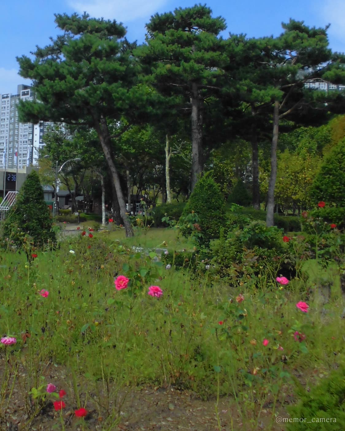 블러리뽀용작례☁️CASIO EX-Z900 카시오 디카 카메라 상품이미지9