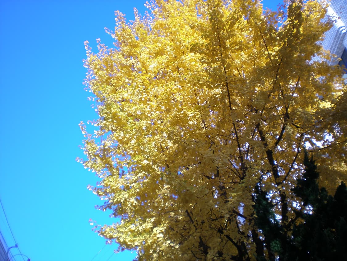 작례📷올림푸스 FE180 ✨ 선명한 사진 감성디카 💕 상품이미지4