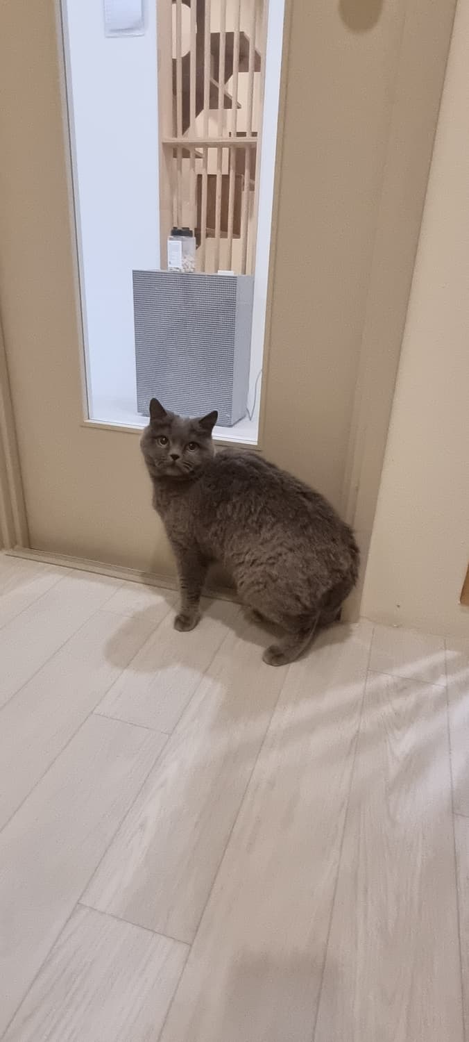 몬치치 여러마리 결제탕 상품이미지1