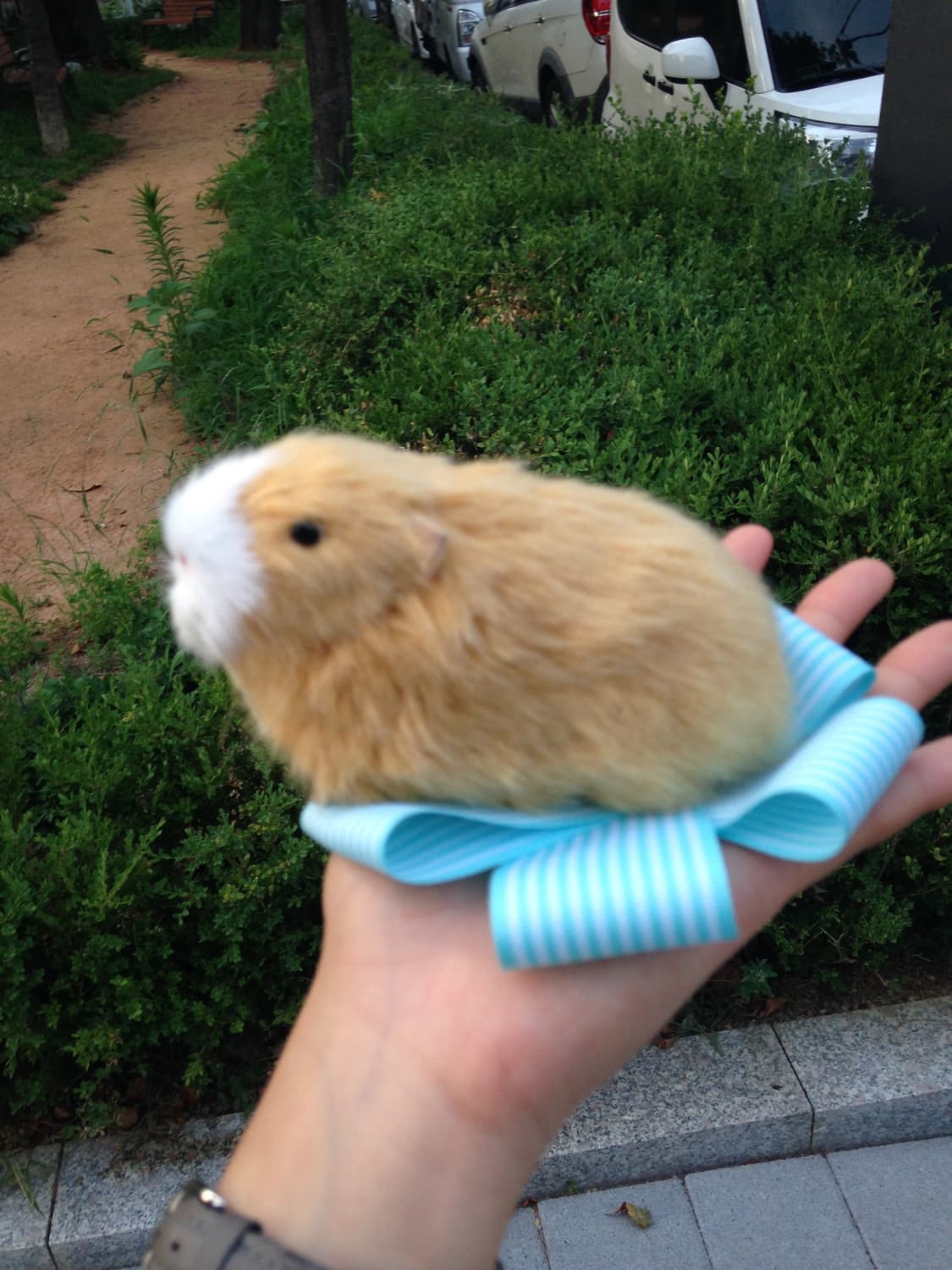 기니피그 모형 🌷 상품이미지6