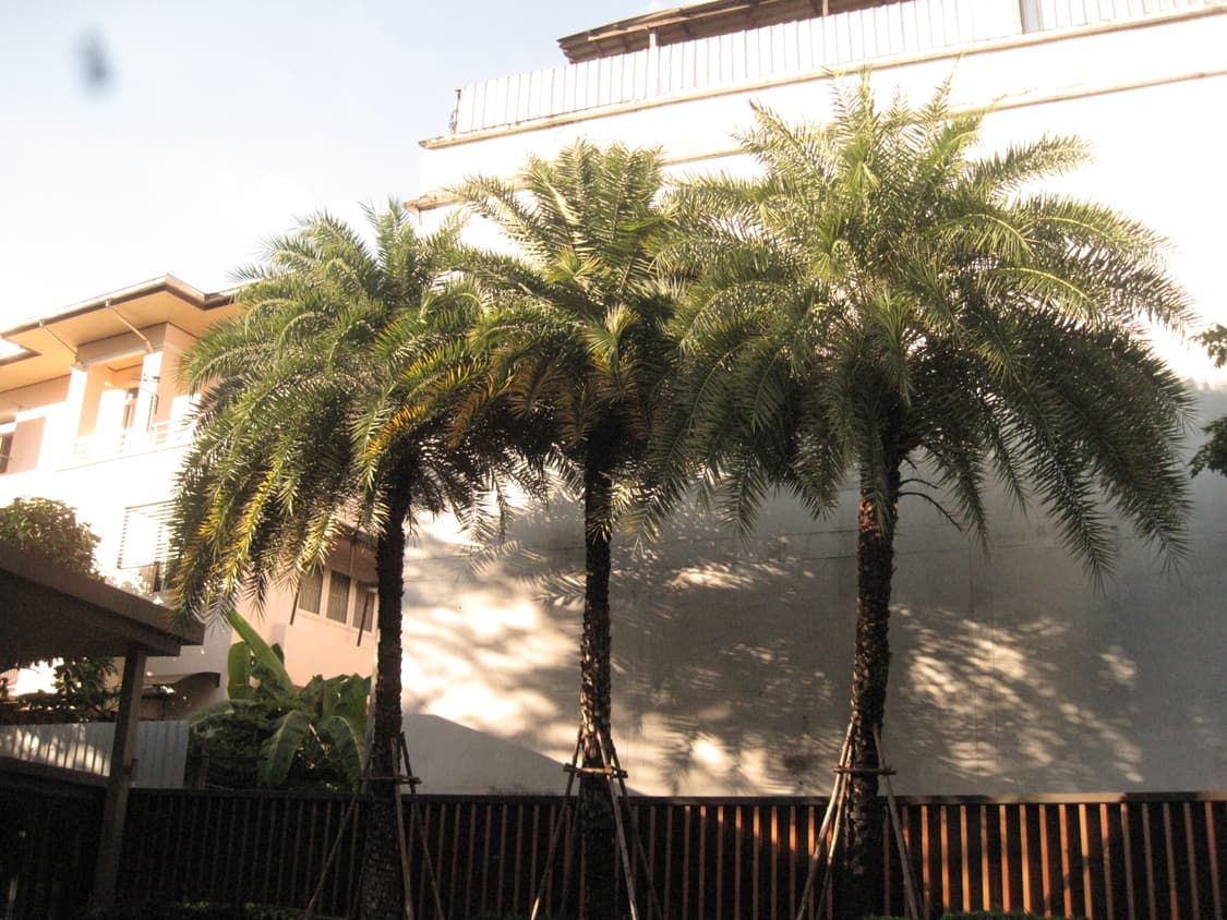 캐논 익서스 980 IS 빈티지 카메라 상품이미지5