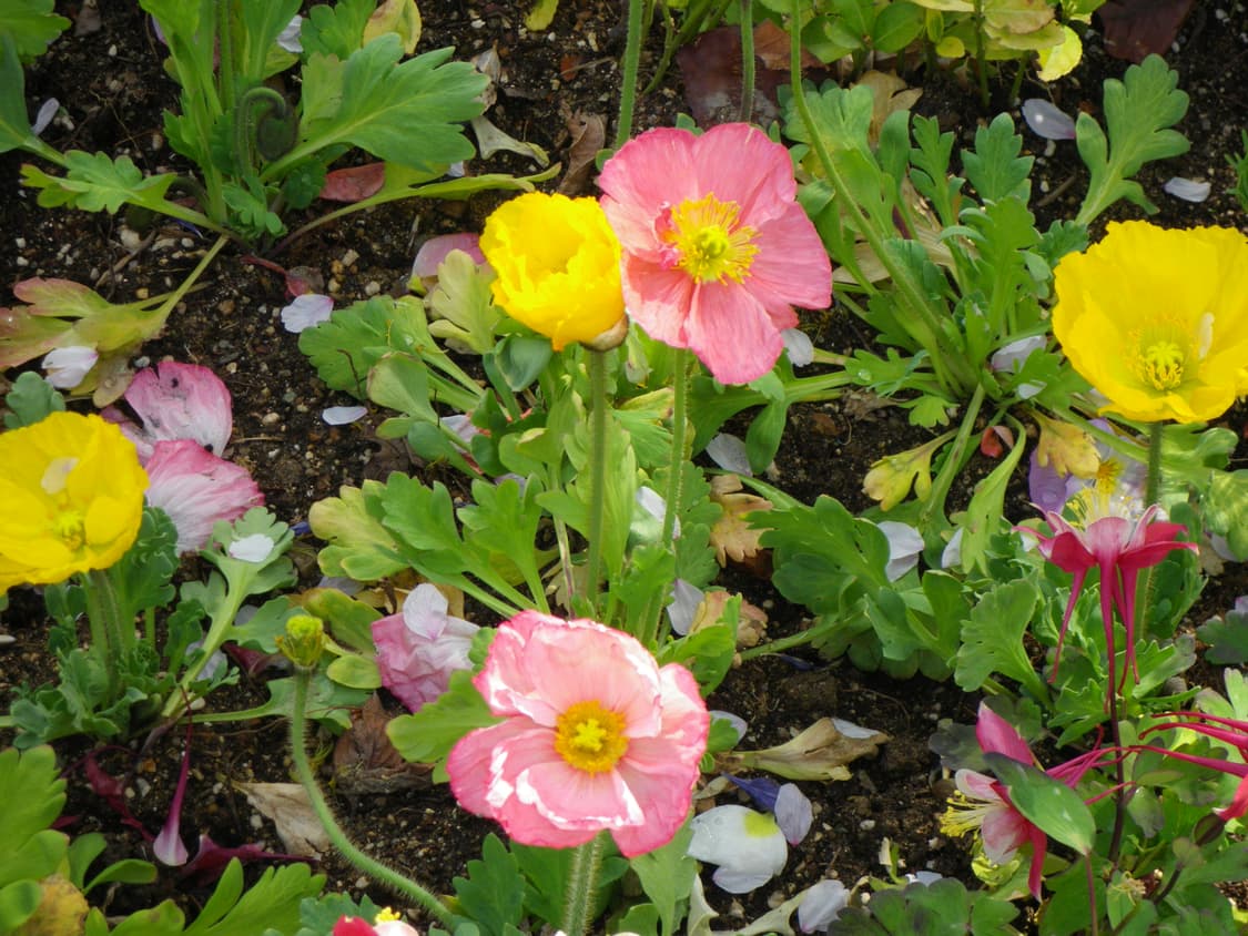 펜탁스 옵티오 P80 펄화이트 상품이미지10