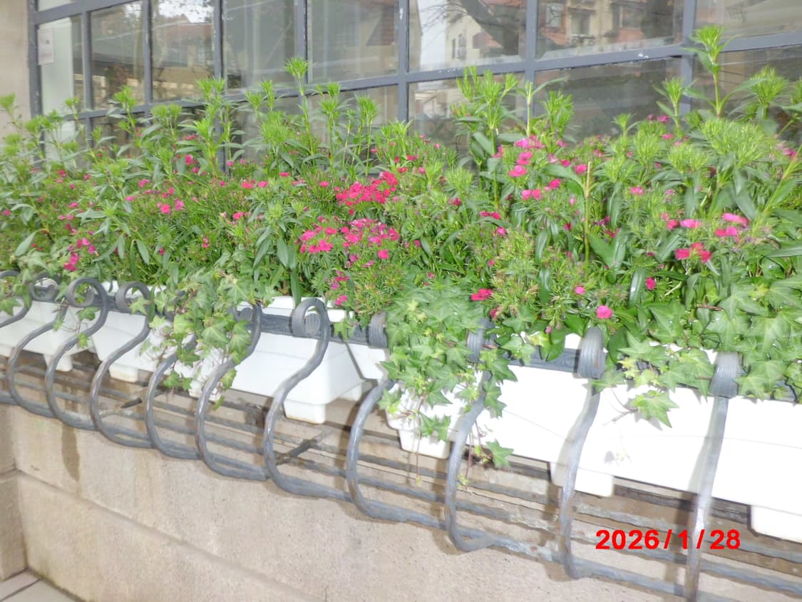 카시오 엑슬림 Casio Exillim EX-ZS5 핑크 코르티스 디카 상품이미지4